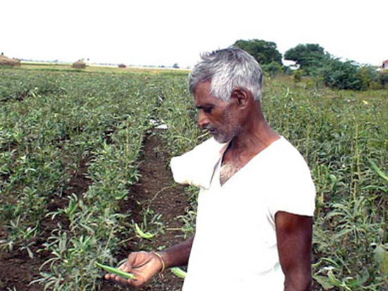 An Indian cotton farmer inspects his crop. Bt cotton, which requires high investment in chemical fertilizers, pesticides, and water, has caused many local farmers to go bankrupt and even take their own lives due to pest infestations, lack of irrigation, etc. leading to perpetual crop failures.