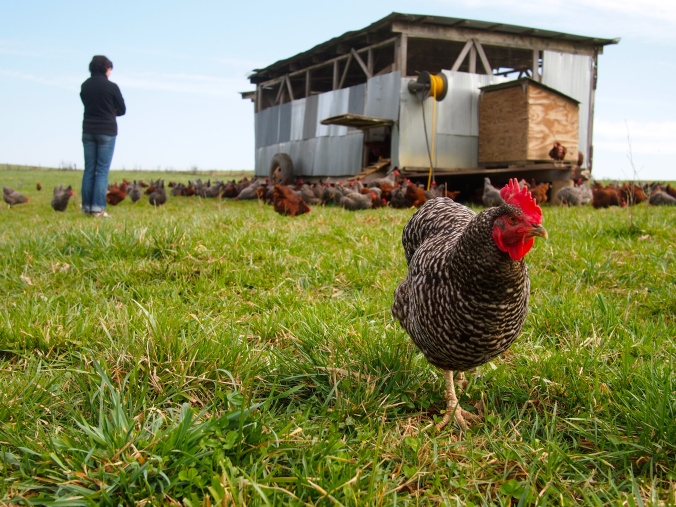 A chicken strolls in one of the lush fields of Polyface Farm as owner Joe Salatin looks on in the background. The chickens help fertilize the fields so that cows can graze on the nutrient-rich grass.