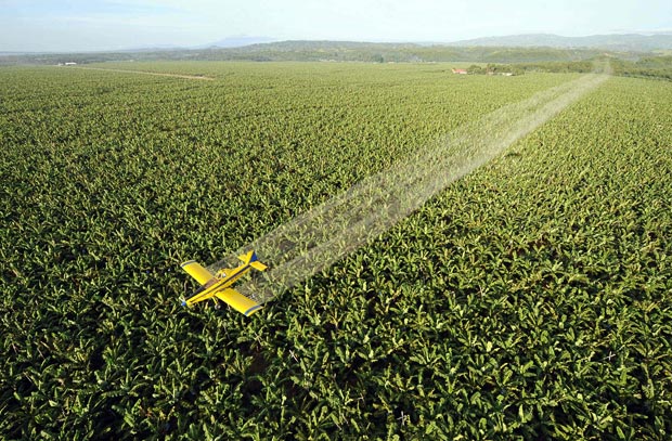 A large banana plantation is being sprayed with fungicide in an attempt to control a destructive leaf virus that is devastating banana crops across the globe. Photo from telegraph.co.uk.
