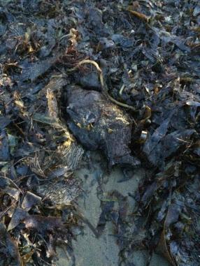 Dead fish, kelp and other sea life start to wash ashore in the aftermath of the Santa Barbara oil spill. (Photo: RaeAnn Christiansen. Sourced from CrowdAlbum)