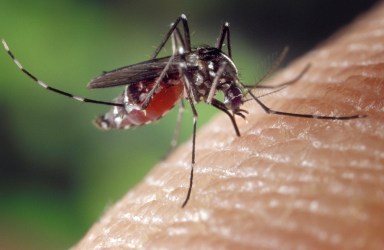 Aedes albopictus, an invasive mosquito species  in Florida that can spread lethal diseases.