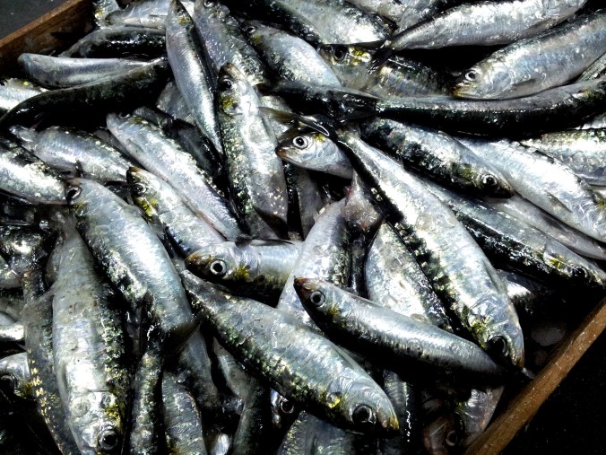sardines-2289503_1920.jpg